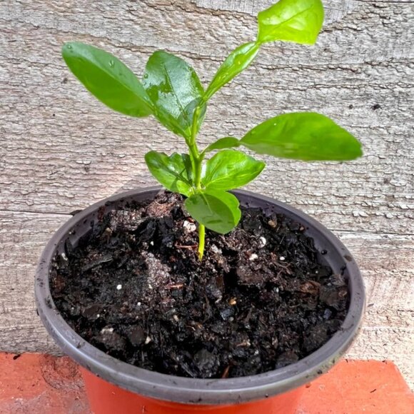Kaffir Lime plant 3-5" tall in pot Kaffir Citrus Fruit tree - Ship all states - Picture 3 of 5